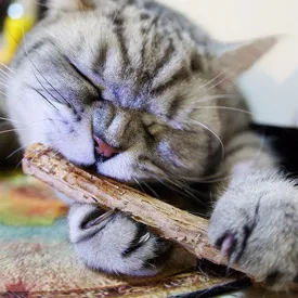5PCS Cat stick Chew Toy Dental Health Cleaning Teeth