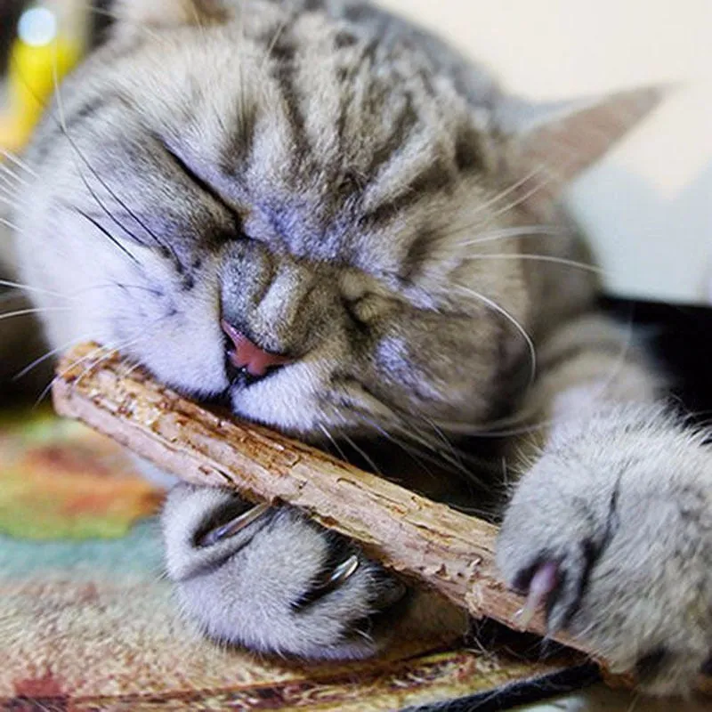 5PCS Cat stick Chew Toy Dental Health Cleaning Teeth