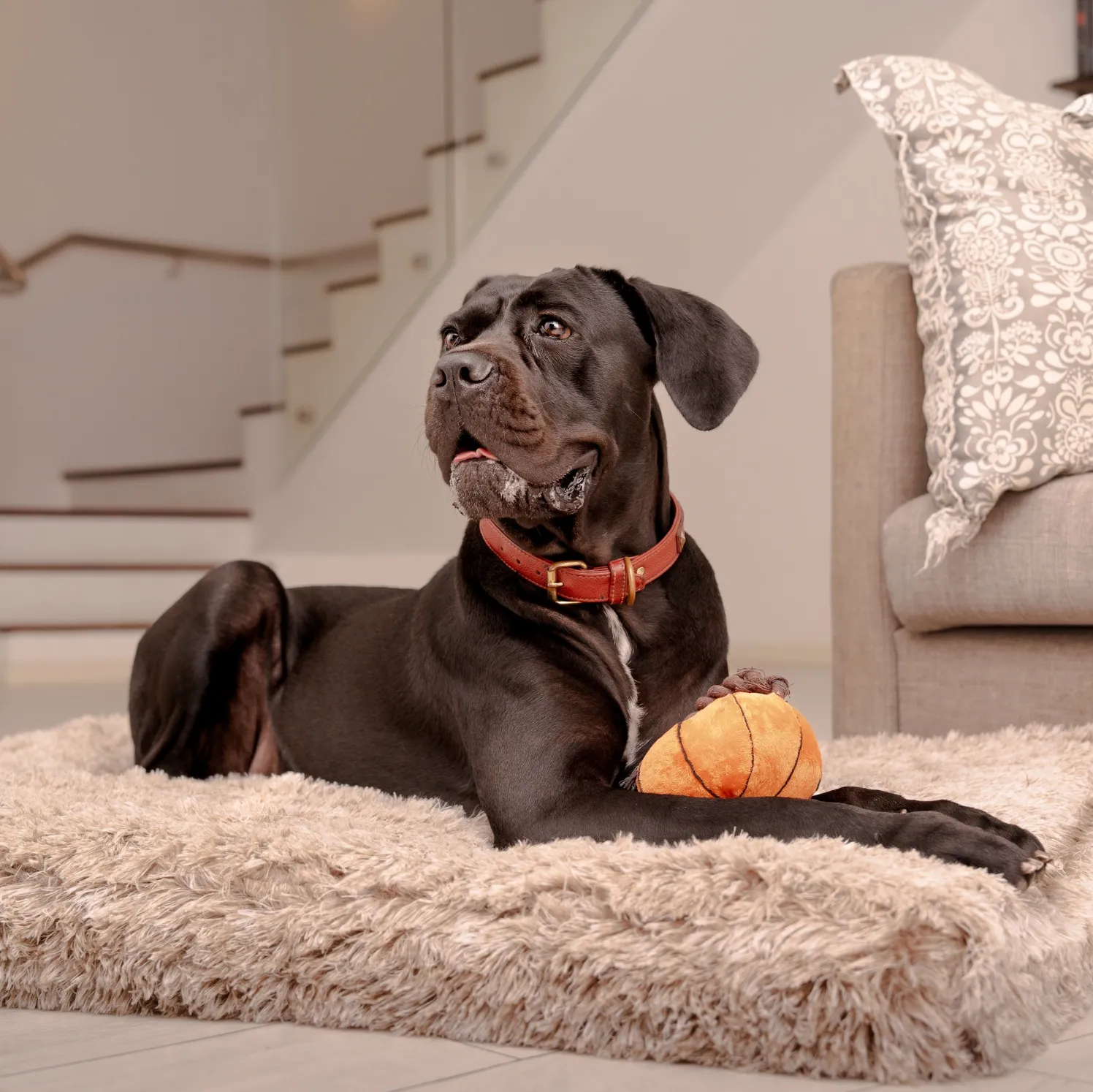 BRÉMIS Orthopedic Foam Pet Bed