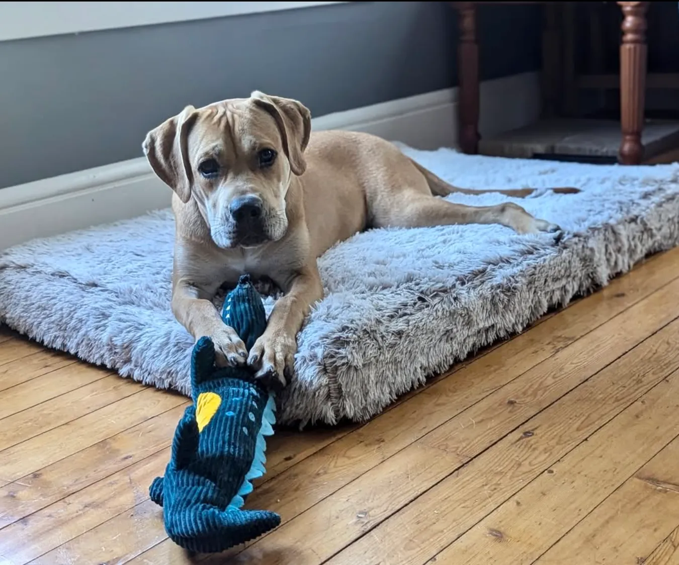 BRÉMIS Orthopedic Foam Pet Bed
