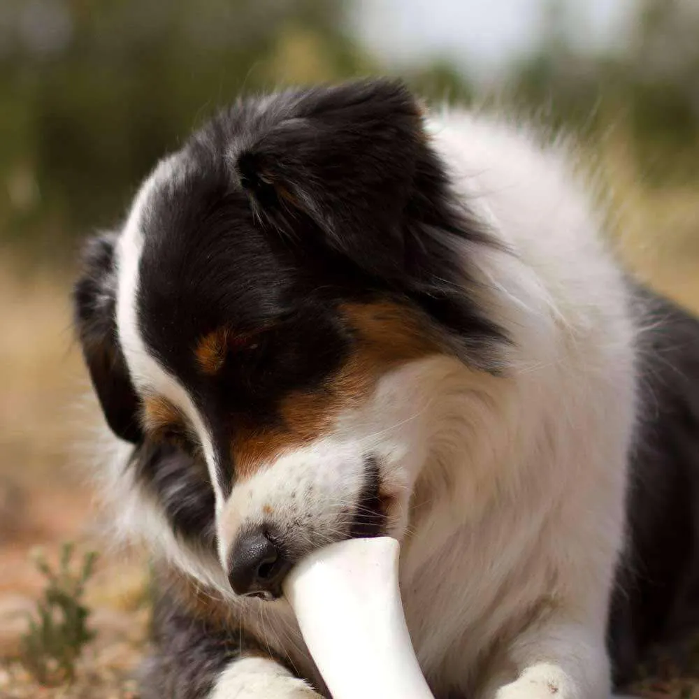 Cheese & Bacon Filled Dog Bones (Small)