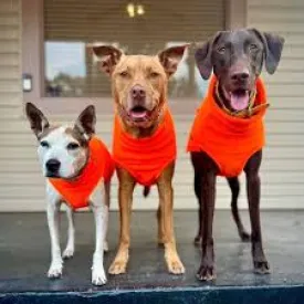 Chilly Dogs Blaze Orange Long & Lean Fleece Sweater