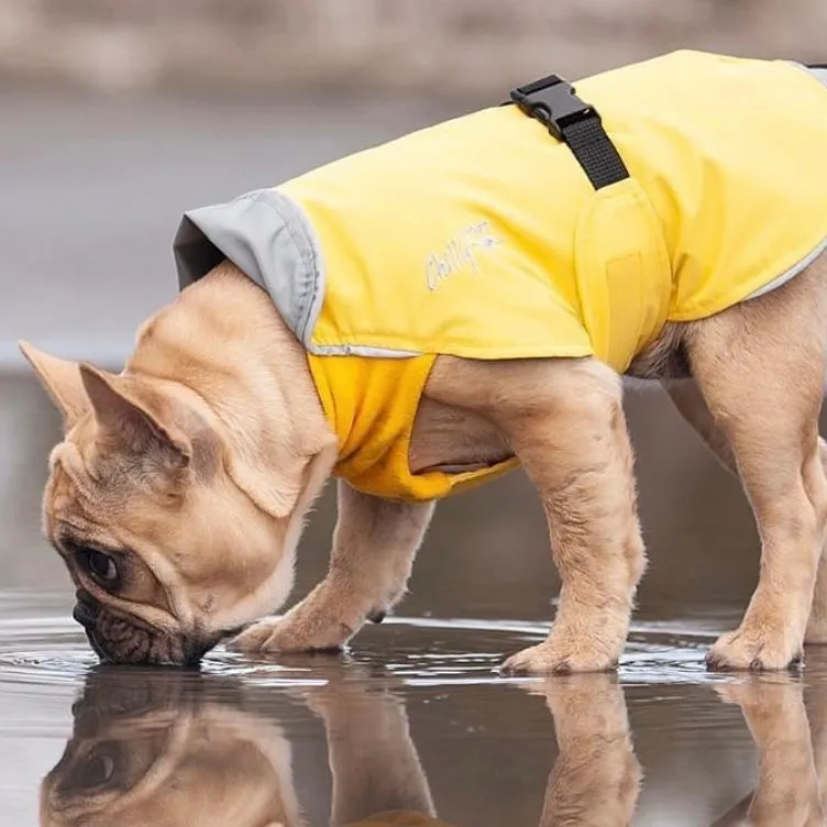 Chilly Dogs Harbour Slicker (Broad and Burly cut)