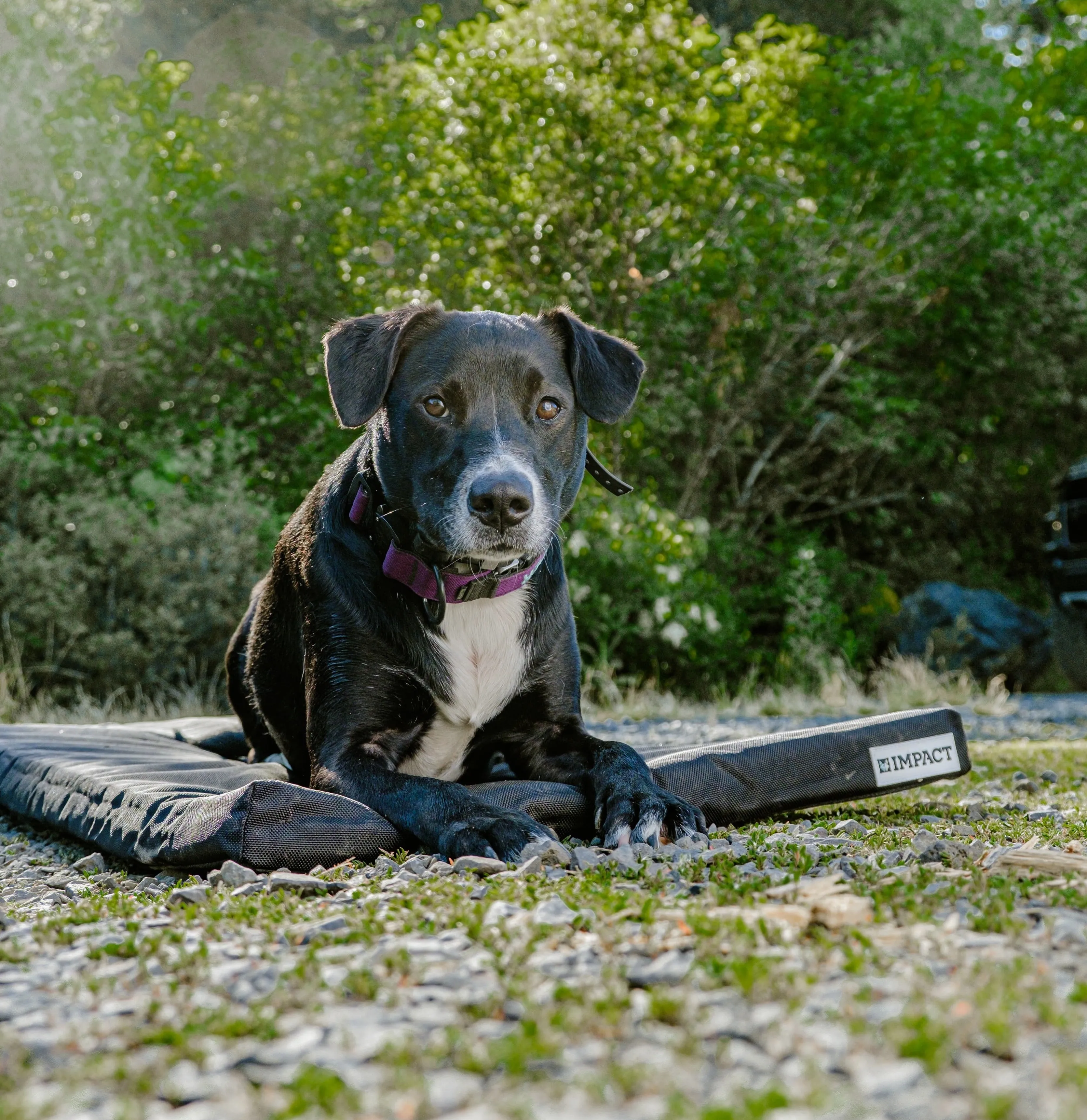 Impact Orthopedic Dog Crate Pad