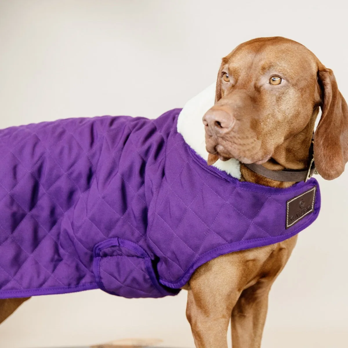 Kentucky Dog Coat, Royal Purple