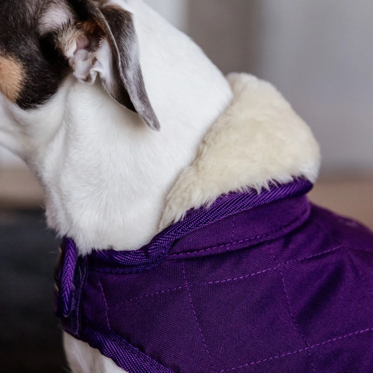 Kentucky Dog Coat, Royal Purple