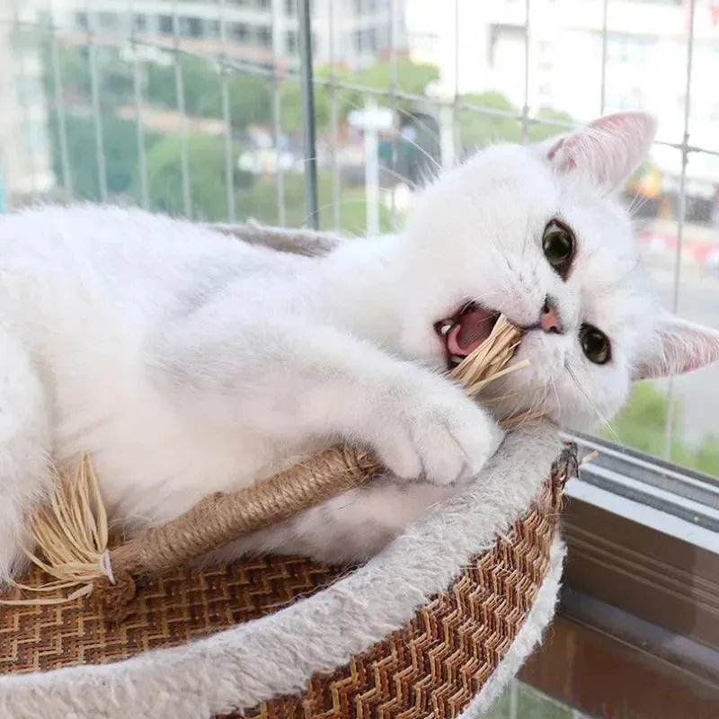 Natural Cat Dental Toy Chew Stick