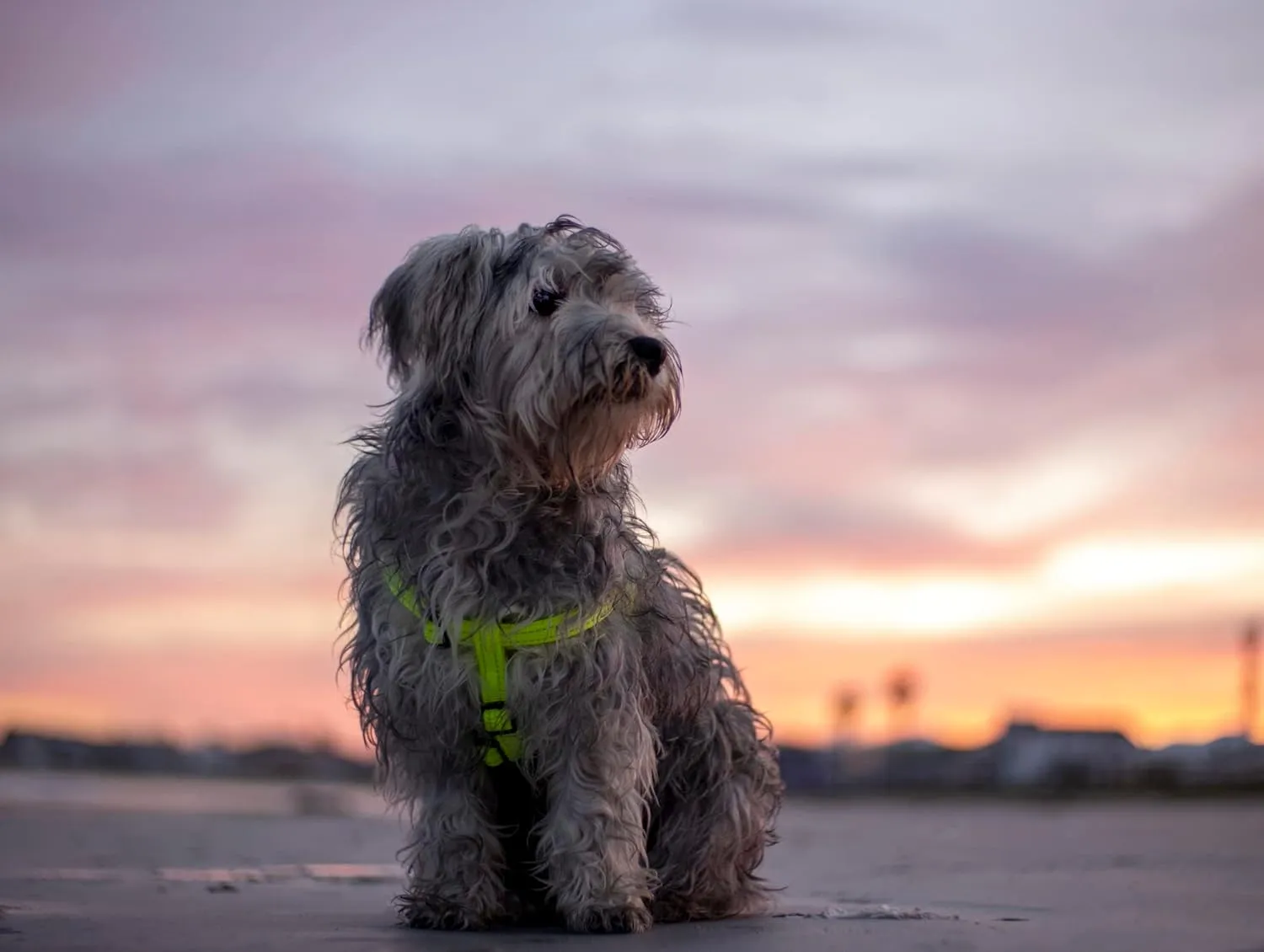 Reflective Adjustable Dog Step in Harness for Large Dogs; matching collar and leash available, Black