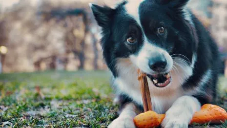 Tall Tails GOAT Sport Bones Durable & Interactive Dog Toys