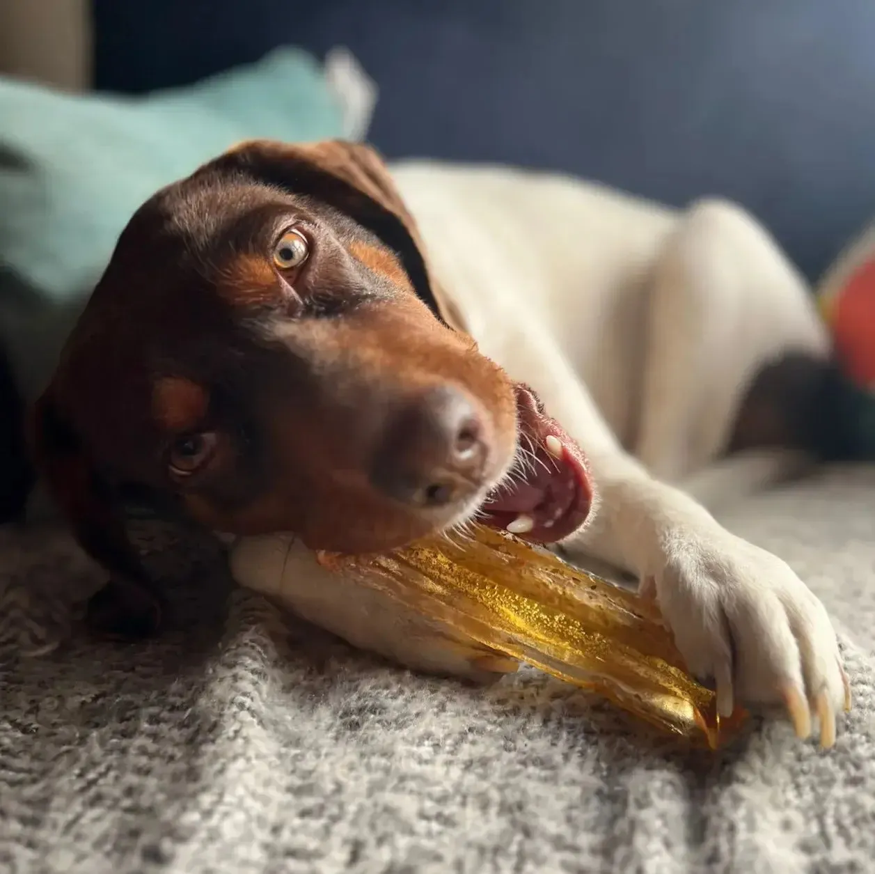 Wag & Bright Supply Co. Mighty Marrows Pork Parsley Collagen Chew Small  🍁